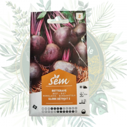 Semence de betterave rouge globe. Graines sanrival. Graines pas cher. Livraison partout en France