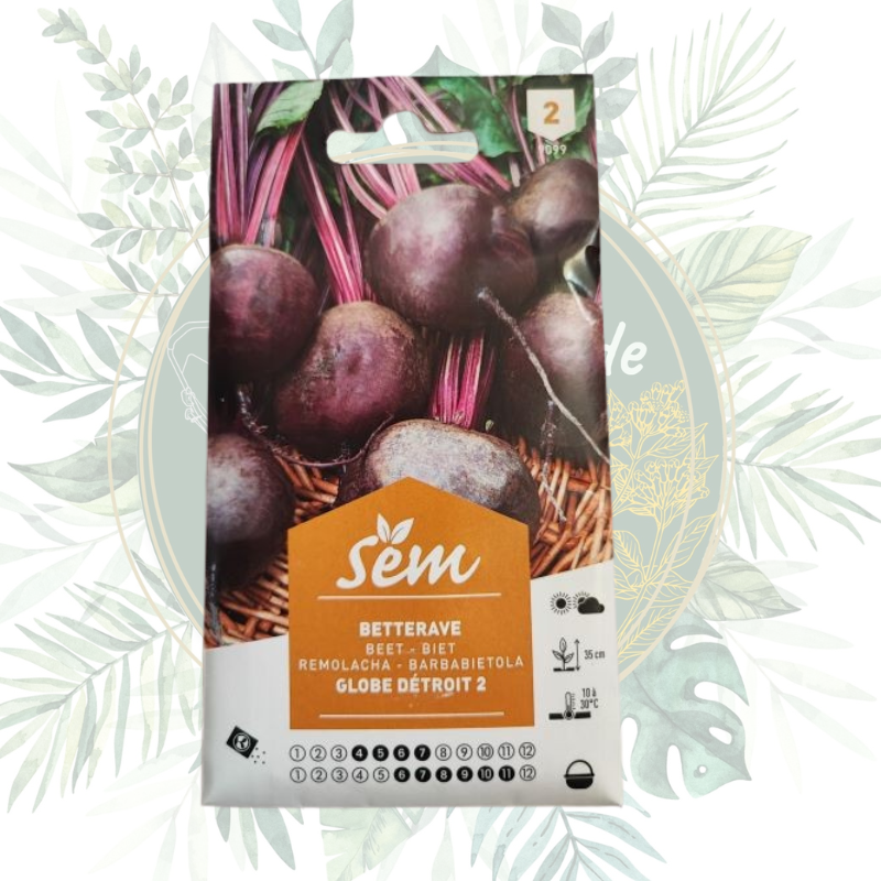 Semence de betterave rouge globe. Graines sanrival. Graines pas cher. Livraison partout en France