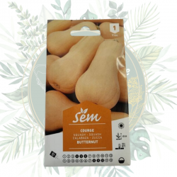 Graine de courge butternut, achat en ligne de graines pas cher pour le potager, plantation en pleine terre ou en semis