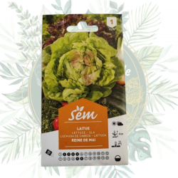 Semences anciennes de laitue Reine de Mai à semer au printemps,  faciles à cultiver, graines à croissance rapide