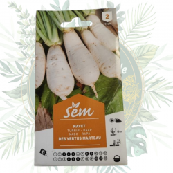 variété ancienne de navet pas cher pour le potager. Facile à cultiver. Jardiniers amateur. Livraison rapide