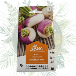 semence de navet pour le potager. achat en ligne pas cher. Livraison dans toute la France