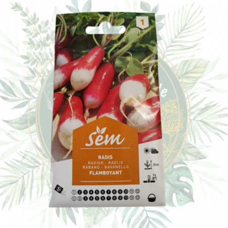 variété de radis à croissance rapide, facile à cultiver, livraison rapide; graines de qualité pas cher pour le potager.